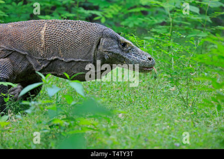 Ein Komodo Drache auf der Insel Komodo Indonesien Stockfoto