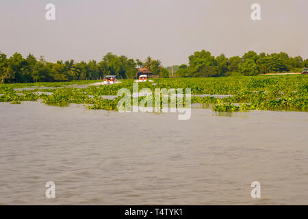 Boote im Wasser Hyazinthe entlang Banken am Fluss Saigon, Vietnam. Stockfoto