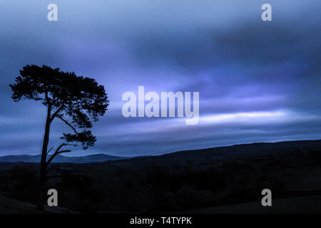 Dramatische Baum Silhouette in der Dämmerung vor der Lake District Fells. Cumbria, englische Landschaft. Stockfoto