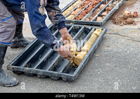 Driller Erlangung Bodenproben in Kunststoffbox. Boden langweilig und Bodenproben für Geologen untersuchen. Stockfoto