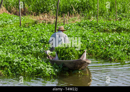 Eine Thailändische Bauern ernten Wasser Spinat in seinem Boot Stockfoto