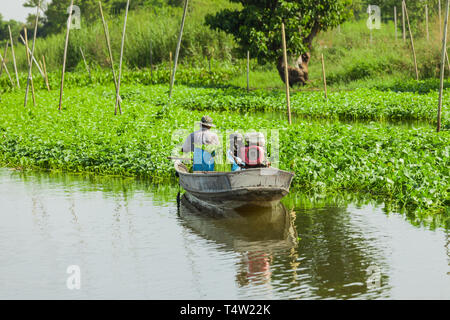 Eine Thailändische Bauern ernten Wasser Spinat in seinem Boot Stockfoto