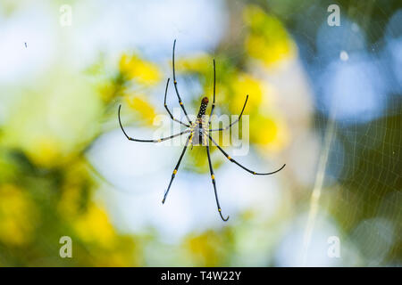 Riesige hölzerne Spinne - (Nephila pilipes) Stockfoto