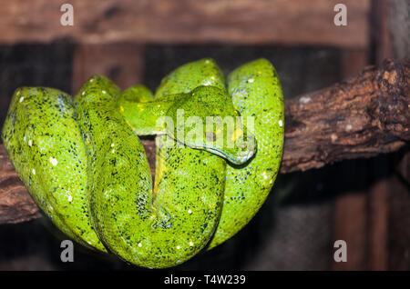 Grün Grüner Baumpython - Morelia viridis Stockfoto