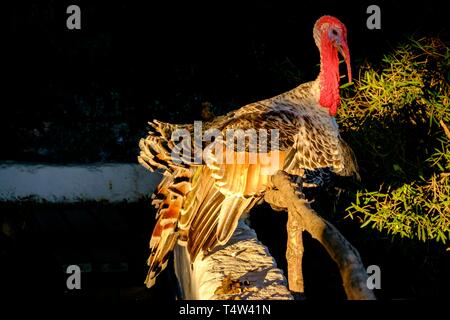 Pavo de Menorca, Casa de colònies des Pinaret, Ciutadella, Menorca, Balearen, Spanien. Stockfoto