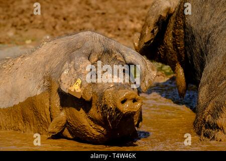 Niara de cerdos Negros, Finca Es Bosch Vell, Santa Margalida, Mallorca, Balearen, Spanien, Europa. Stockfoto