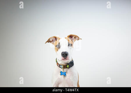 Porträt eines sehr gut, wenig Lab-Pitbull mix Welpen. Stockfoto