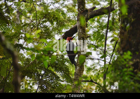 Pileated wood Pecker 'dryocopus pileatus' am Nationalpark Queulat, Patagonien, Aysen, Chile Stockfoto