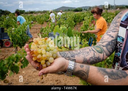 Vendimia de uva Premsal, Finca de Camí de Felanitx, Celler Mesquida-Mora, Porreres, Mallorca, Balearen, Spanien. Stockfoto