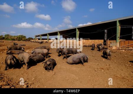 Niara de cerdos Negros, Finca Es Bosch Vell, Santa Margalida, Mallorca, Balearen, Spanien, Europa. Stockfoto