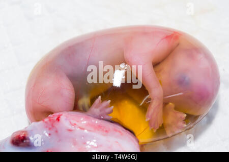 Cat Fötus in der Fruchtblase close-up Stockfoto