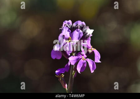 Nahaufnahme eines erysimum scoparium Blume in voller Blüte Stockfoto