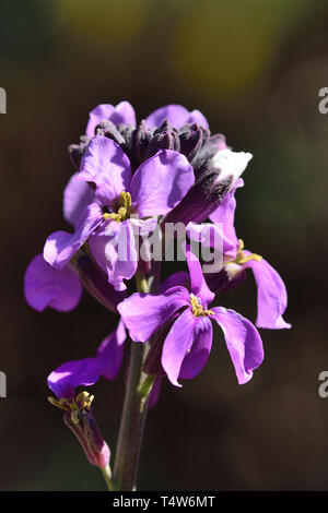 Nahaufnahme eines erysimum scoparium Blume in voller Blüte Stockfoto
