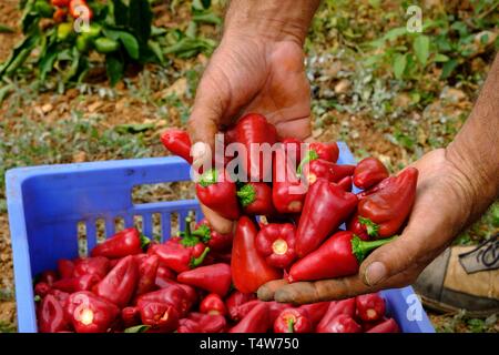 Tippen Sie auf plantacion de pimientos de Corti, Sencelles, Mallorca, Balearen, Spanien, Europa. Stockfoto