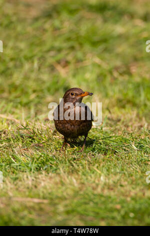 Weibliche Amsel Turdus merula im Hochformat auf der Suche nach Essen auf einem Rasen im Garten Stockfoto