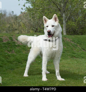 Weißer Schweizer Schäferhund Stockfoto