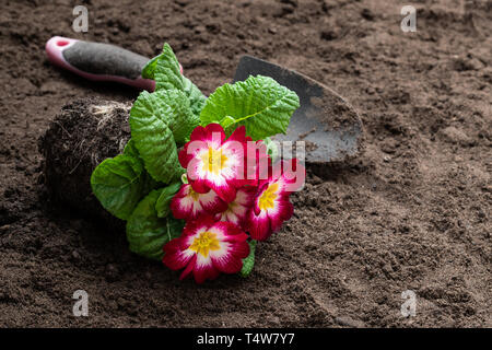 Bunte Primeln Blumen auf den Boden. Bereit für Pflanzen Stockfoto