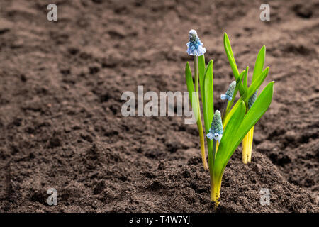 Bunte muscari Blumen auf den Boden. Stockfoto