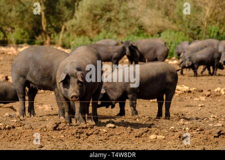 Niara de cerdos Negros, Finca Es Bosch Vell, Santa Margalida, Mallorca, Balearen, Spanien, Europa. Stockfoto