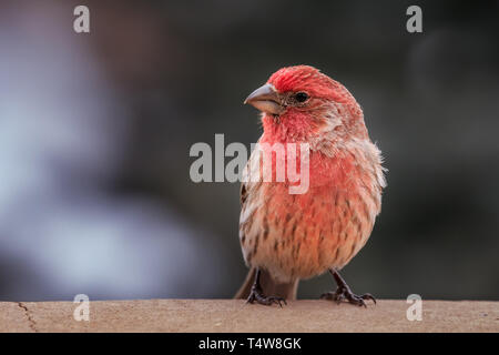 Männliche House finch (Haemorhous mexicanus) in einer verschneiten Winter Baum gehockt. Stockfoto
