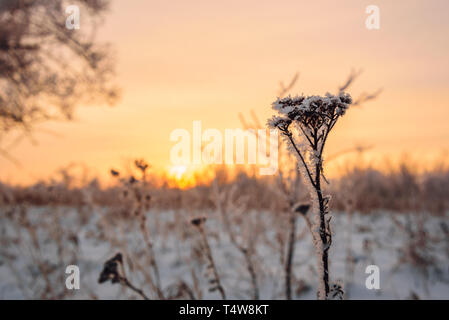 Milchglas Wiese Blumen im Licht der untergehenden Sonne Stockfoto