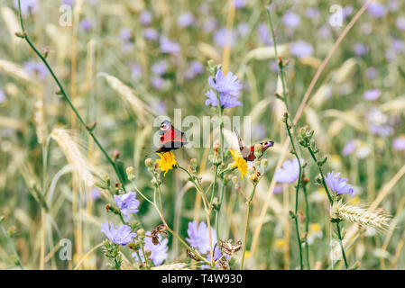 Zwei nymphalis Io oder europäischen Peacock Schmetterlinge sitzen auf dem gelben Blumen Stockfoto