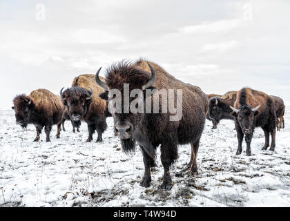 Plains Bisons (Bison bison Bison) oder American Buffalo, im Winter, Manitoba, Kanada. Stockfoto