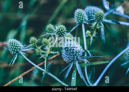 Blumen blau eryngium mit Wassertropfen nach regen Stockfoto