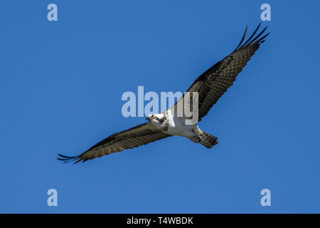 Eine osprey schwingt sich in den strahlend blauen Himmel im Norden von Idaho. Stockfoto