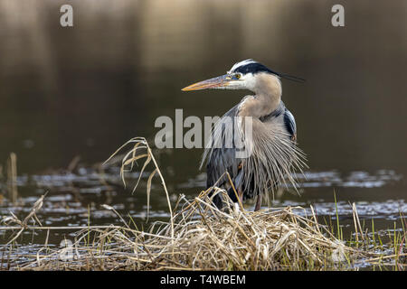 Ein Porträt Art Foto einer Great Blue Heron von Hauser See im Norden von Idaho. Stockfoto