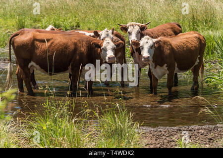 Gruppe der Kühe stehen in einem Bach an einem heißen Sommertag Stockfoto