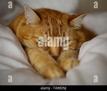 Eine schöne Ingwer bzw. orange cat Festlegung auf ein Bett, Arme ausgestreckt auf der Suche atet Kamera Essen Stockfoto