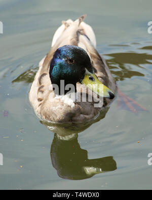 Eine Ente auf dem Wasser at Waters Edge Conservation Park at Waters Edge Barton auf Humber, North Lincolnshire, Großbritannien Stockfoto