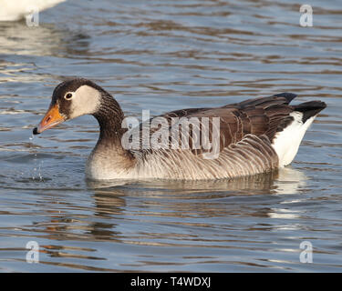 Eine Ente auf dem Wasser at Waters Edge Conservation Park at Waters Edge Barton auf Humber, North Lincolnshire, Großbritannien Stockfoto