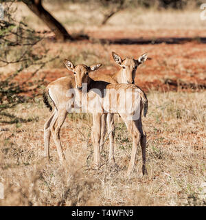 Ein Paar rote Hartebeest Kälber im südlichen afrikanischen Savanne Stockfoto