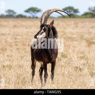 Die rappenantilopen Stier stehend im südlichen afrikanischen Savanne Stockfoto