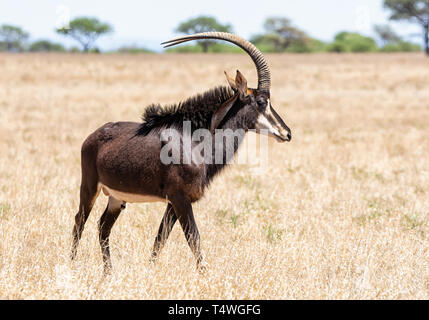 Die rappenantilopen Stier stehend im südlichen afrikanischen Savanne Stockfoto