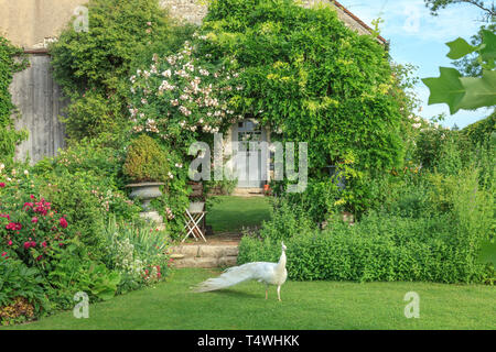 Roquelin's Gardens, Les Jardins de Roquelin, Frankreich: Männliche weiße Pfau (Pavo cristatus Mut. Alba auf Rasen (obligatorische Erwähnung der Garten Name und Stockfoto