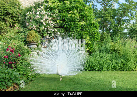 Roquelin's Gardens, Les Jardins de Roquelin, Frankreich: Männliche weiße Pfau (Pavo cristatus Mut. Alba auf Rasen (obligatorische Erwähnung der Garten Name und Stockfoto