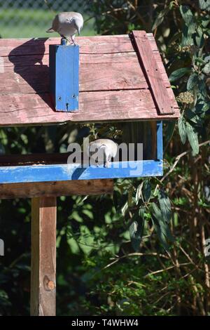 Zwei Tauben auf einem Bird Feeder Stockfoto