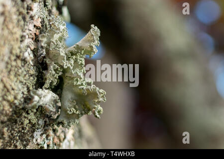 Nahaufnahme von Baum - Wohnung Flechten wachsen auf Patch von Rinde, gegen ein Bokeh Hintergrund, Upstate New York, NY, USA Stockfoto