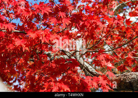 Red herbstliche Falllaub, mittellange Aufnahme, Upstate New York, NY, USA Stockfoto