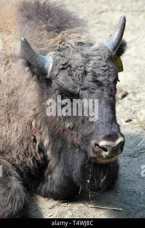 Europäische Bison, Wisent, europäische Bisons, európai bölény, Bison bonasus Stockfoto
