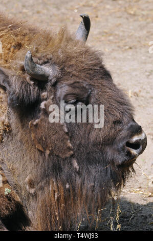 Europäische Bison, Wisent, europäische Bisons, európai bölény, Bison bonasus Stockfoto