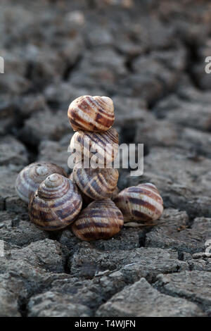 Pyramide der Toten Schneckenhäuser auf Rissige Erde - als Denkmal zu Dürre und globale Erwärmung Stockfoto