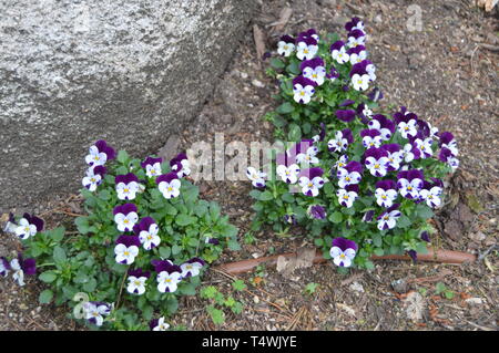 Gelb und Malve kleine Blumen Neben dem Palacio Quinta De La Reagaleira in Sintra. Natur, Architektur, Geschichte, Street Photography. April 13, 20 Stockfoto