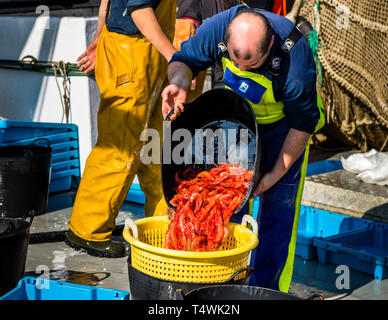 Fischer mit frischen Garnelen in Palamós, Spanien. Diese Garnelen sind dunkelrot und gehen jetzt direkt vom Trawler zur Auktion. Sie werden in der 2,000 Meter tiefen Schlucht vor dem Palamós gefischt. Katalanische Fischauktion in Palamós Stockfoto