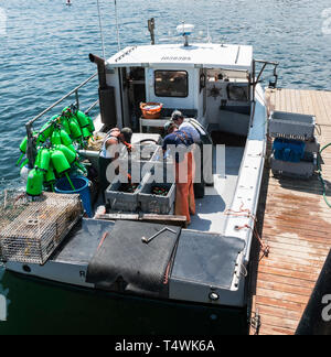 Vinalhaven, Maine, USA - 4. August 2017: Hummer Männer halten der Maine Hummer Industrie lebendig Sortierung leben Hummer an den Docks am Ende verkauft werden Stockfoto