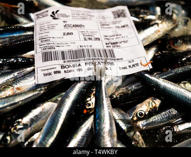 Katalanische Fischauktion in Palamós, Spanien. Frische Sardellen im Fischgeschäft Stockfoto