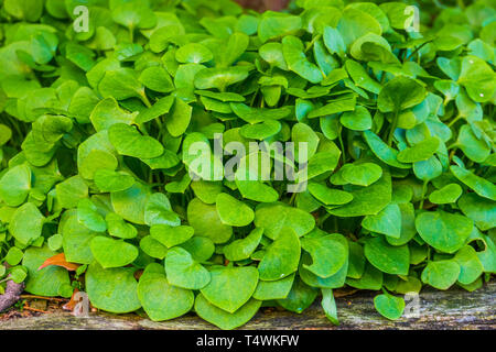 Winter Portulak in Makro Nahaufnahme, organische gepflegten Garten Pflanzen, gesunden grünen Gemüse Stockfoto